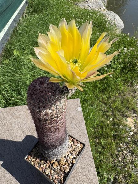 Echinocereus pectinatus gelb